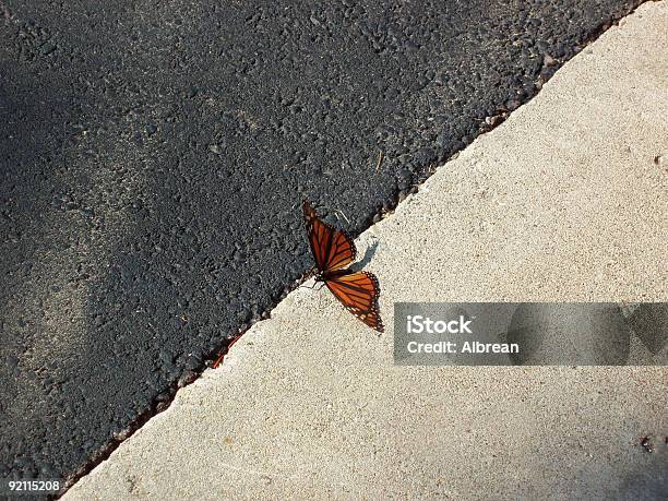 No Black And White Line Stock Photo - Download Image Now - Monarch Butterfly, Balance, Black Color