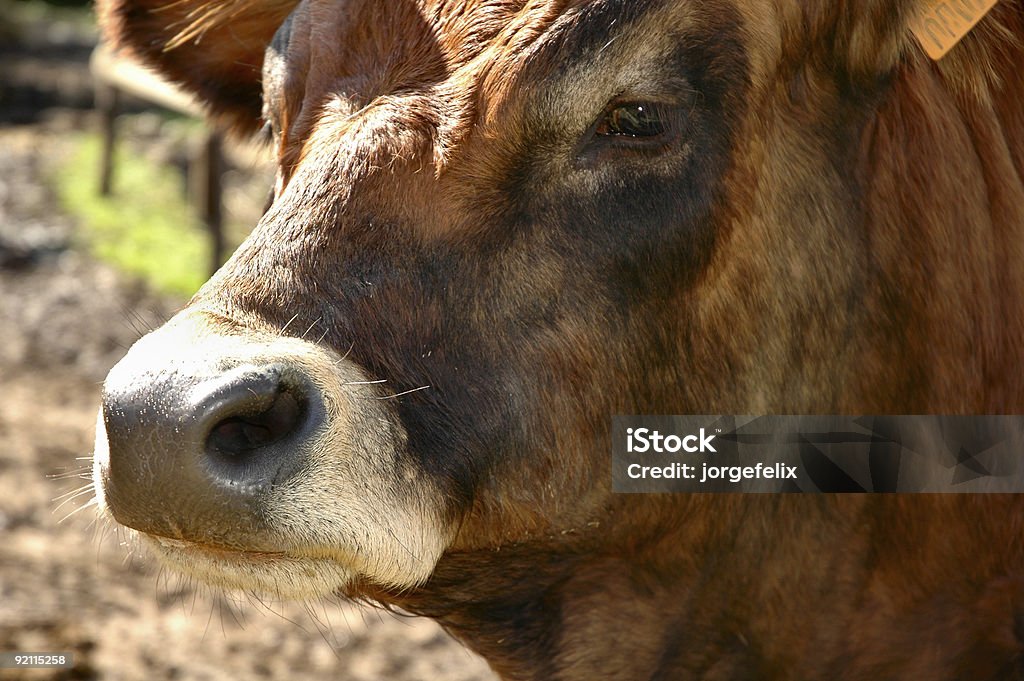 vaca - Foto de stock de Aire libre libre de derechos