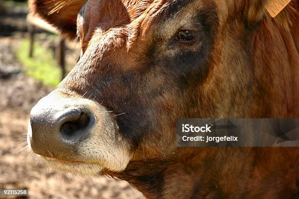 Vaca Foto de stock y más banco de imágenes de Aire libre - Aire libre, Animal, Boca de animal