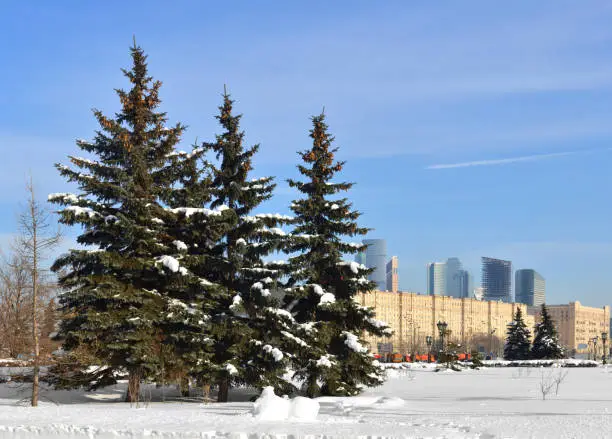 Photo of Winter Moscow. Snow-covered park