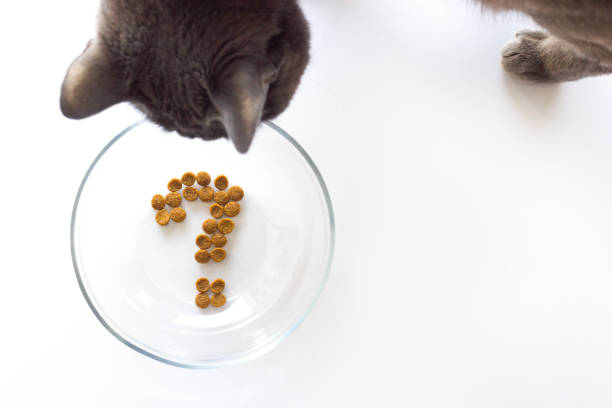 istock Cat wants to eat and looks in an empty bowl with a question. 921153944