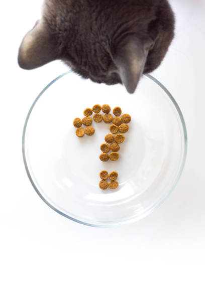 istock Hungry cat looks in empty bowl with a question. 921153946