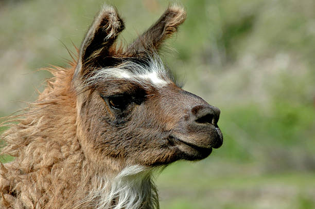 istock Portrait of a Llama 92115416