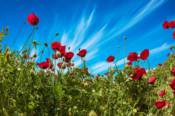 istock Field of blooming anemones 921154858