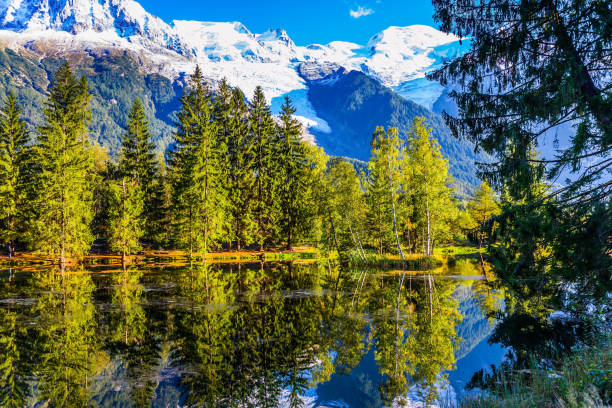 istock The lake reflected the evergreen spruce 921154894