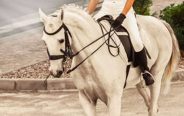 istock White horse, advanced dressage test on equestrian competition. 921158548