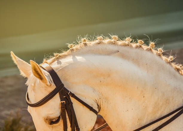 istock White horse, advanced dressage test on equestrian competition. 921158588