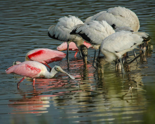 istock Wood Storks and Roseate Spoonbills Feeding 921158622
