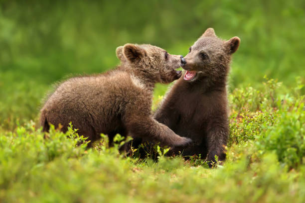 Black bear cub (red colored) climbing on downed tree trunk near Mom in International Peace Park, Alberta, Canada, North America.