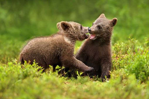 Distant view of one grizzly bear (Ursus arctos horribilis) cub looking at camera.  Image is zoomed in, making background out of focus.\n\nTaken in Denali National Park, Alaska.