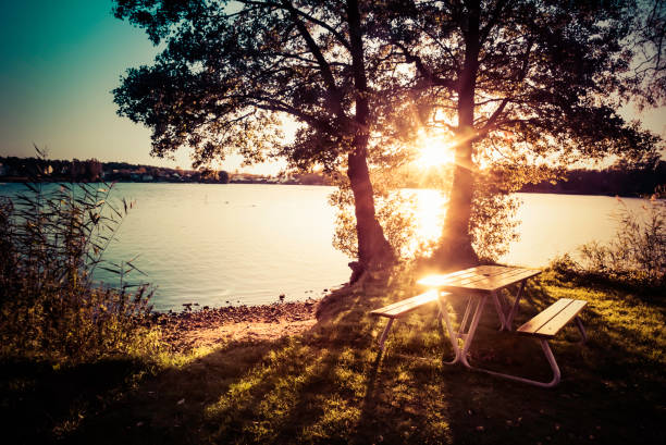 istock Sun shining through trees on a park bench in the summer 921163998