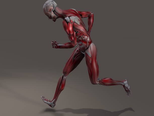 istock Male Musculature in Action 921164386
