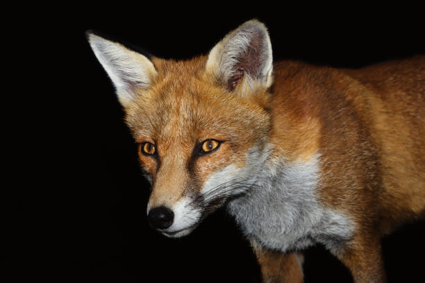 istock Close up of a Red fox against black background 921164728