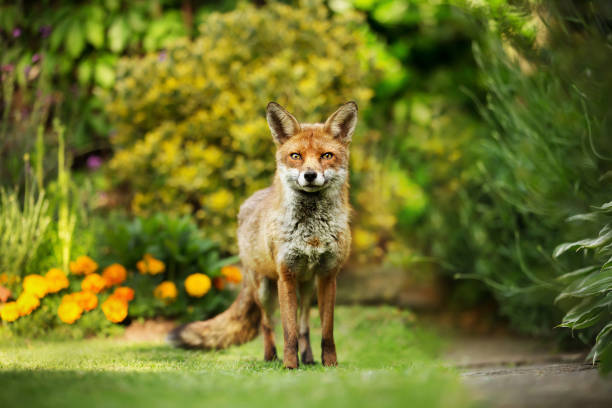 istock Red fox standing in the garden with flowers 921164812