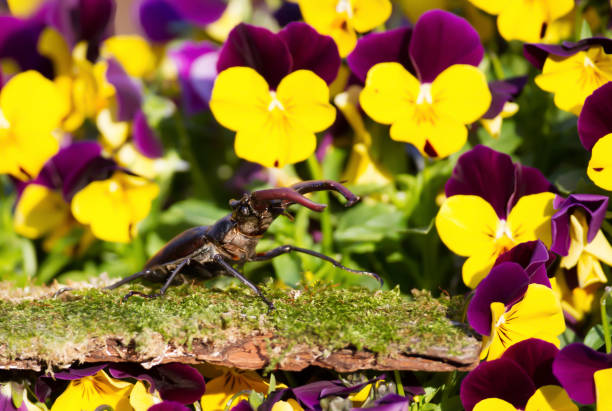 олень жук на мшистых древесины среди фиолетовых цветов в саду - радужный жук олень фотографии стоковые фото и изображения