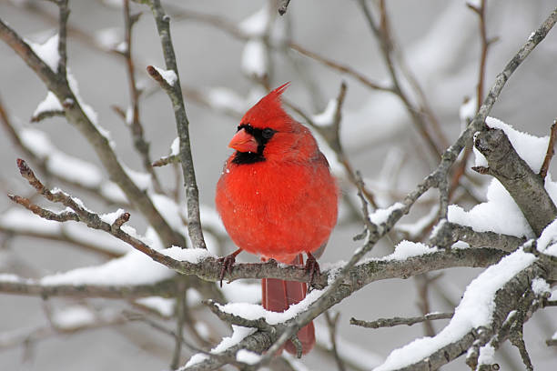 istock Male Northern Cardinal in a snow storm 92117268