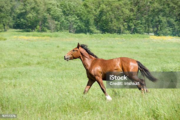 Photo libre de droit de Cheval banque d'images et plus d'images libres de droit de Agriculture - Agriculture, Alezan foncé - Couleur d'un cheval, Champ