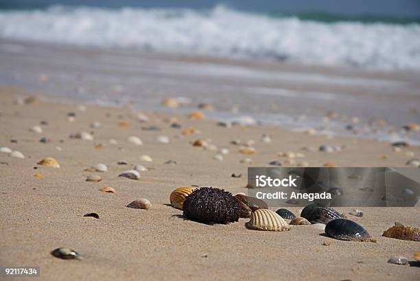 Shells On Beach Stock Photo - Download Image Now - Animal Shell, Beach, Coastline