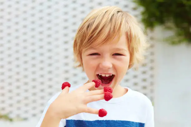 Photo of delighted kid, boy tasting ripe and fresh raspberries from his fingers