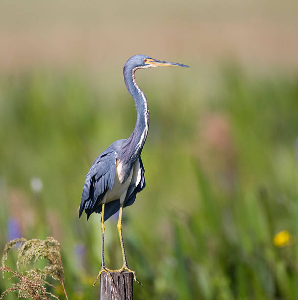 tri-cor heron sentado em uma postagem. - tricolored heron - fotografias e filmes do acervo