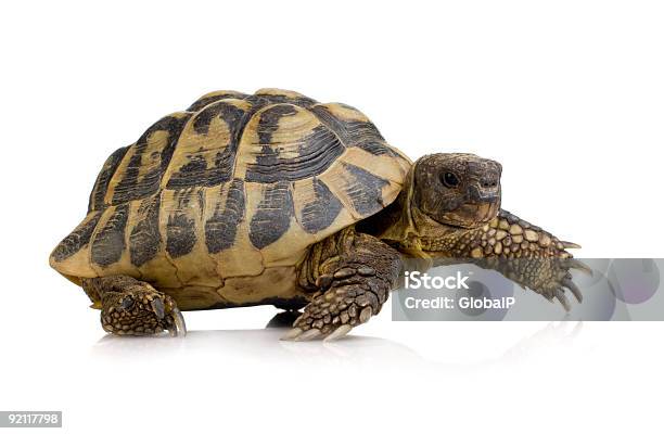 Hermans Tortoise Testudo Hermanni Stockfoto und mehr Bilder von Landschildkröte - Landschildkröte, Weißer Hintergrund, Freisteller – Neutraler Hintergrund