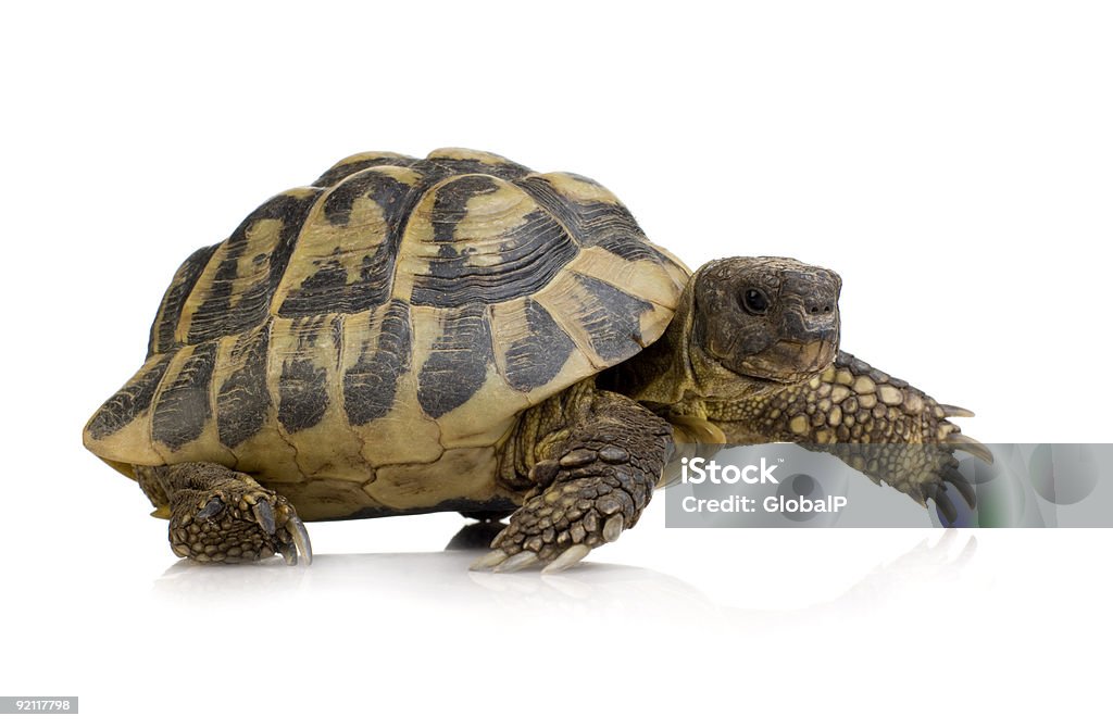 Herman Testudo hermanni de la tortuga - Foto de stock de Tortuga terrestre libre de derechos