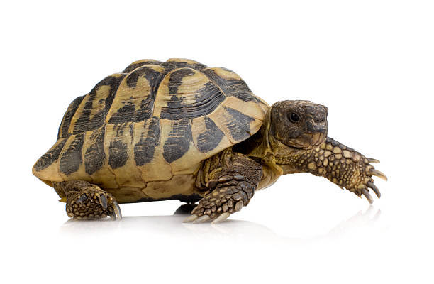 Herman's Tortoise - Testudo hermanni Herman's Tortoise - Testudo hermanni in front of a white background. slow motion stock pictures, royalty-free photos & images