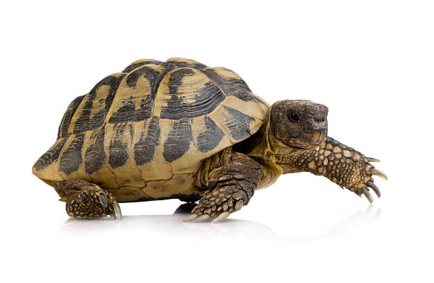 Herman's Tortoise - Testudo hermanni Herman's Tortoise - Testudo hermanni in front of a white background. slow walk stock pictures, royalty-free photos & images