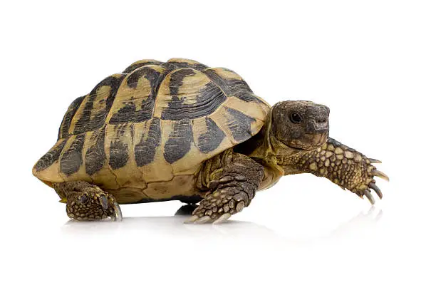 Herman's Tortoise - Testudo hermanni in front of a white background.