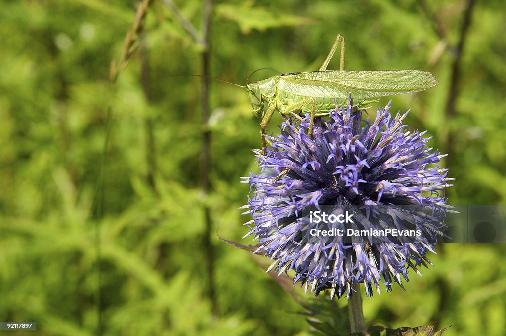 Heuschrecke auf Echinops Distel - Lizenzfrei Blatt - Pflanzenbestandteile Stock-Foto