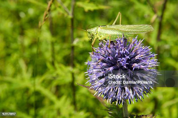 Heuschrecke Auf Echinops Distel Stockfoto und mehr Bilder von Blatt - Pflanzenbestandteile - Blatt - Pflanzenbestandteile, Blau, Blume