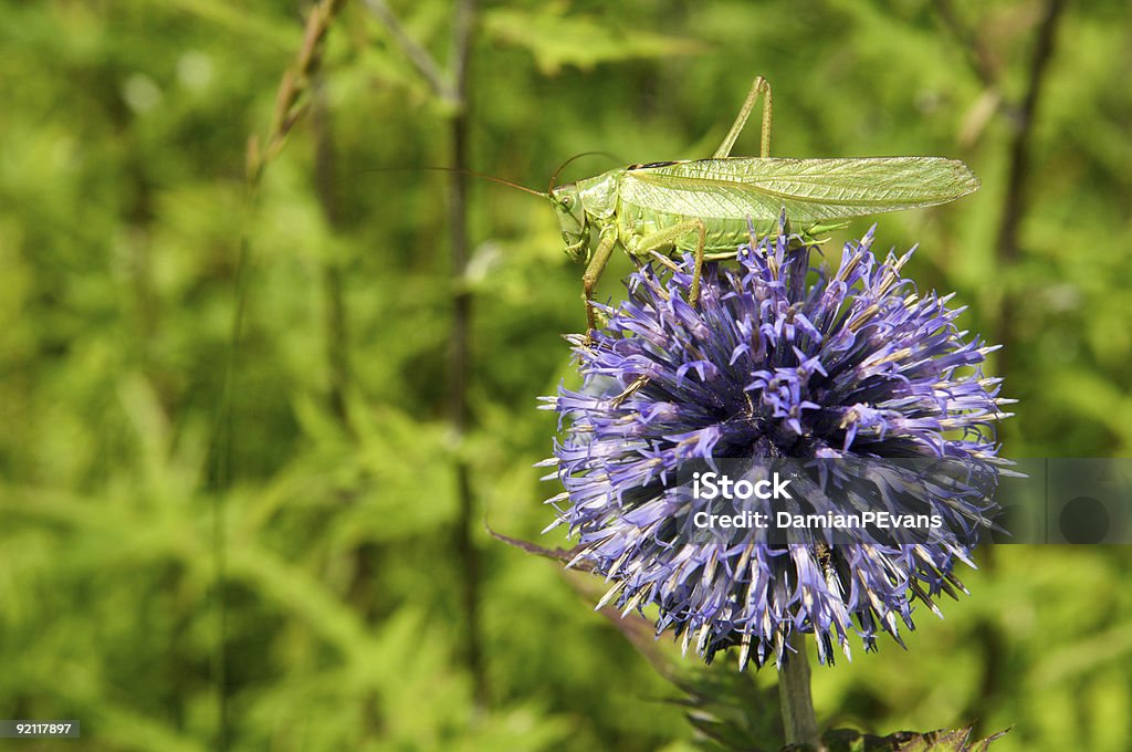 Gafanhoto na Echinops Thistle - Foto de stock de Azul royalty-free