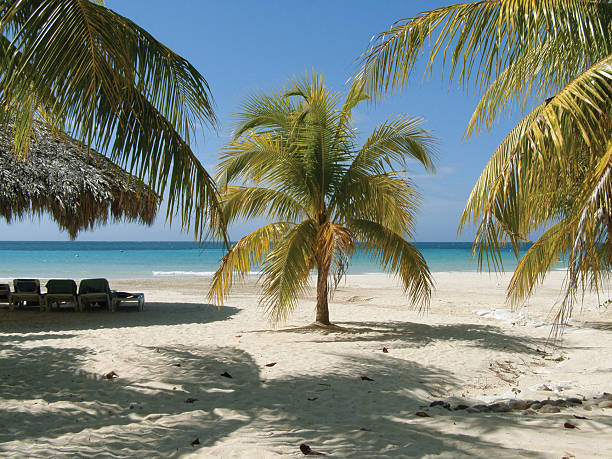 coconut tree in front of colorful blue Caribbean Sea