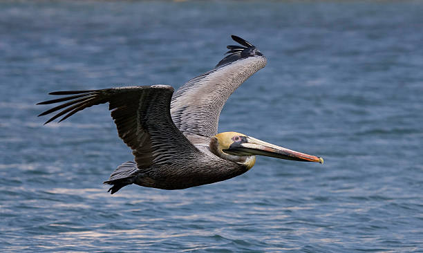istock Brown Pelican in flight over the ocean 92118007