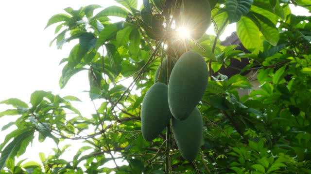 Sunlight through leaf , Mango on tree