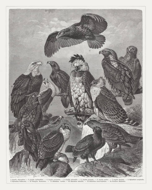 Eagles, wood engraving, published in 1897 Eagles: 1) Golden eagle (Aquila chrysaetos); 2) Eastern imperial eagle (Aquila heliaca, or Aquila melanaetus); 3) Lesser spotted eagle (Clanga pomarina, or Aquila pomarina); 4) Steppe Eagle (Aquila nipalensis orientalis); 5) Booted eagle (Hieraaetus pennatus, or Aquila pennata); 6) Wedge-tailed eagle (Aquila audax); 7) Bonelli's eagle (Aquila fasciata), 8) Long-crested Eagle (Lophaetus occipitalis, or Spizaetus occipitalis); 9) Martial eagle (Polemaetus bellicosus); 10) Harpy eagle (Harpia harpyja, or Harpia destructor); 11) African fish eagle (Haliaeetus vocifer); 12) White-tailed eagle (Haliaeetus albicilla); 13) Bald eagle (Haliaeetus leucocephalus); 14) Osprey (Pandion haliaetus). Wood engraving, published in 1897. steppe eagle aquila nipalensis stock illustrations