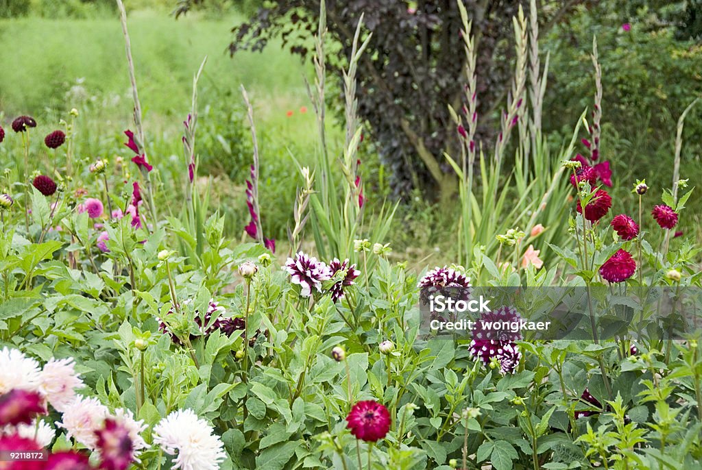 Fleurs pourpre - Photo de Glaïeul libre de droits