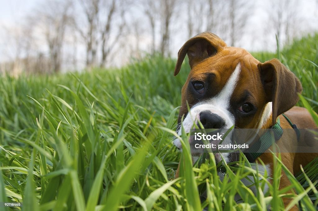 Boxer cachorrinho - Royalty-free Boxer - Cão Foto de stock