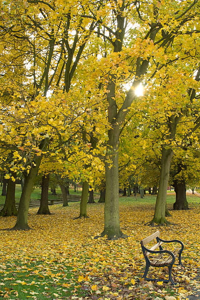 istock Autumn in the Park 92118617