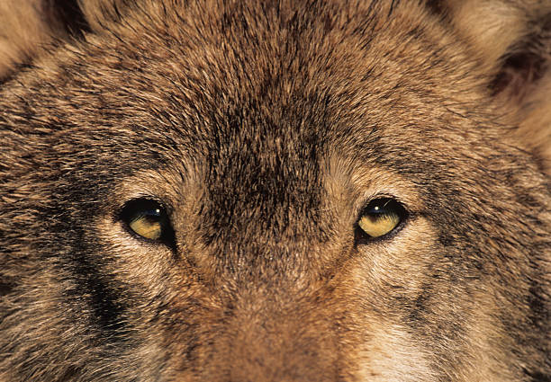 istock The Eyes of A Predator 92118688