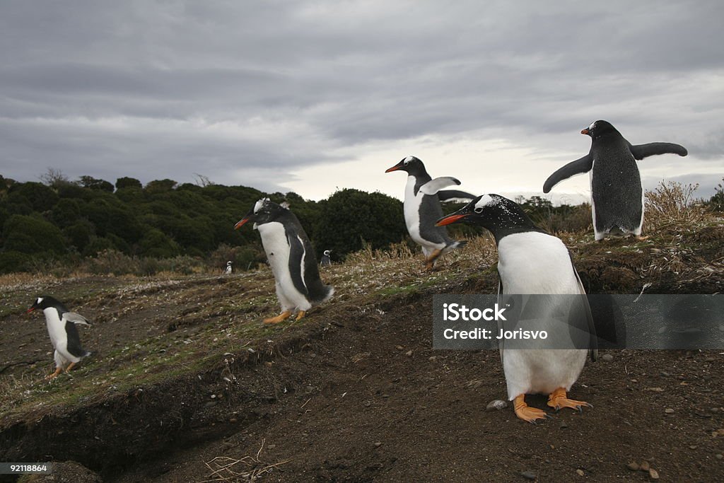 Pingüino gentú de colonia - Foto de stock de Actividad física libre de derechos