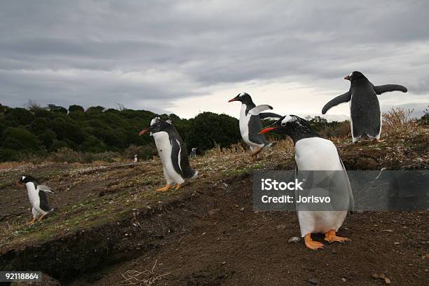 Pingüino Gentú De Colonia Foto de stock y más banco de imágenes de Actividad física - Actividad física, Aerobismo, Archipiélago de Tierra del Fuego