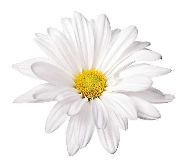 daisy stock photo