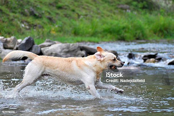 Happy Labrador Stockfoto und mehr Bilder von Rennen - Körperliche Aktivität - Rennen - Körperliche Aktivität, Hochspringen, Hund