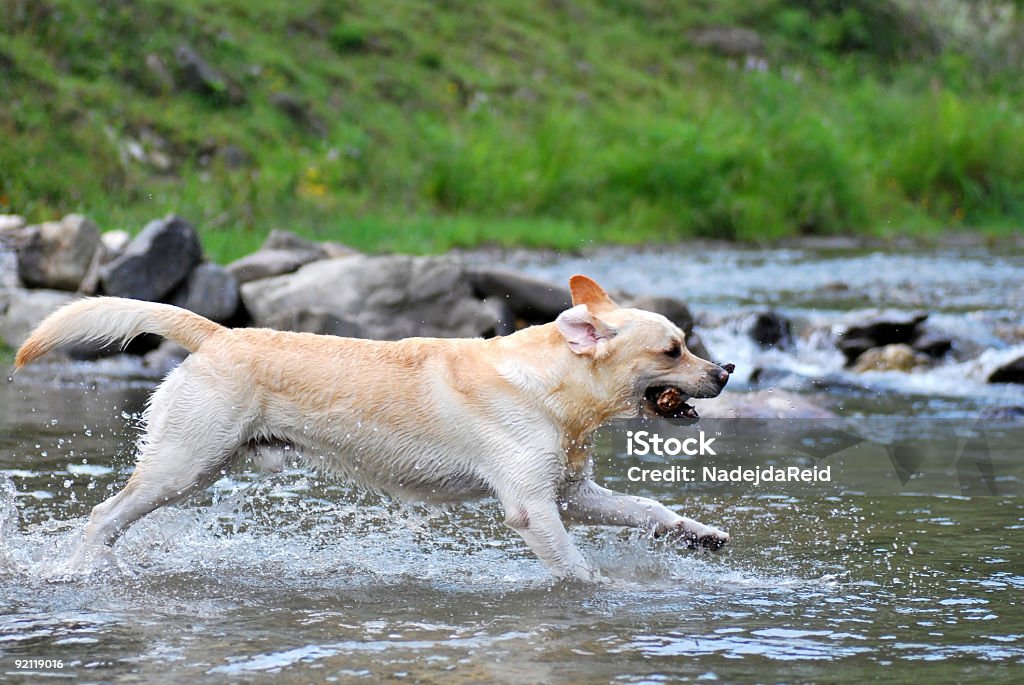 Szczęśliwy Labrador - Zbiór zdjęć royalty-free (Biegać)