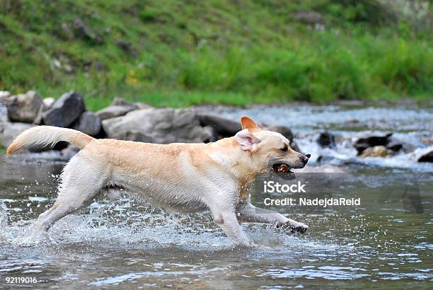 Szczęśliwy Labrador - zdjęcia stockowe i więcej obrazów Biegać - Biegać, Pies, Skakać