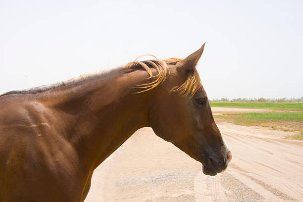 Cavalo - foto de acervo