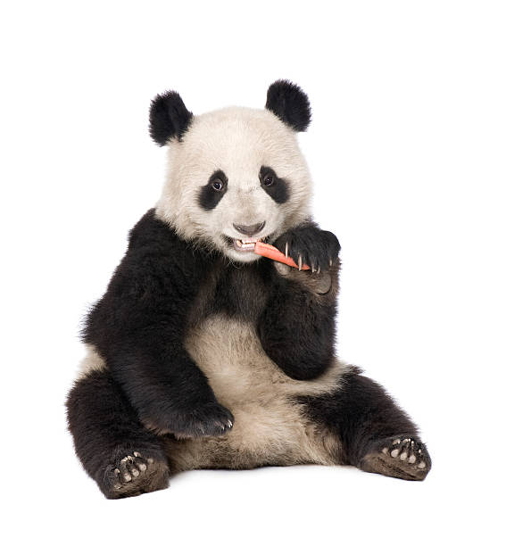 giant panda (18 miesięcy)-ailuropoda melanoleuca - melanoleuca zdjęcia i obrazy z banku zdjęć
