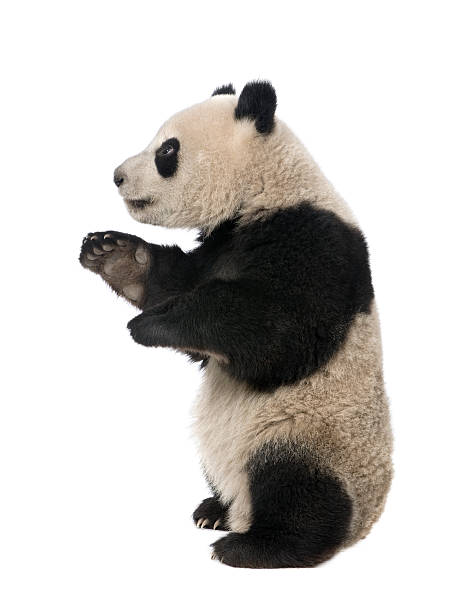 istock Giant Panda (18 months) - Ailuropoda melanoleuca 92119397