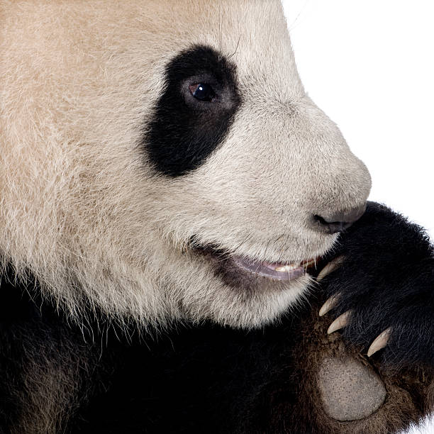 istock Giant Panda (18 months) - Ailuropoda melanoleuca 92119404